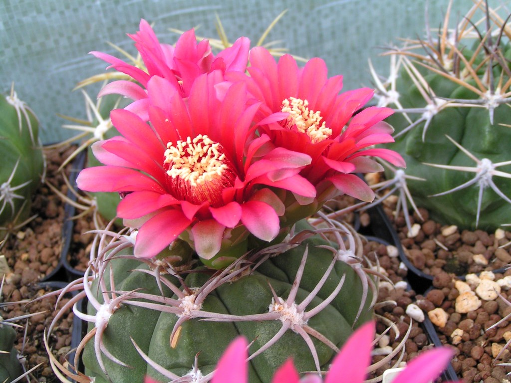 Gymnocalycium carminanthum